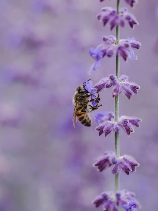 Bee Help Organizations