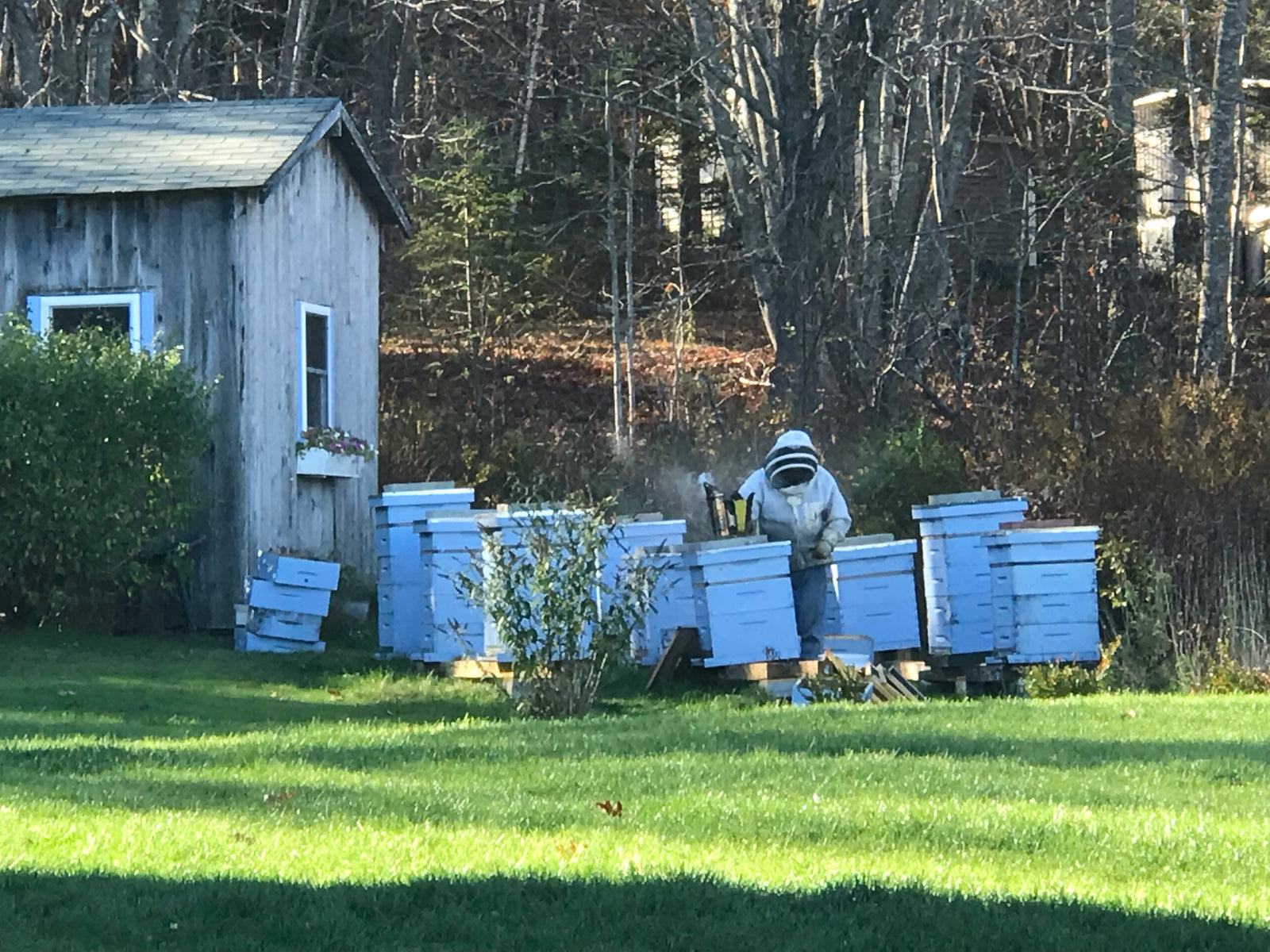 Barters Island Bees Store