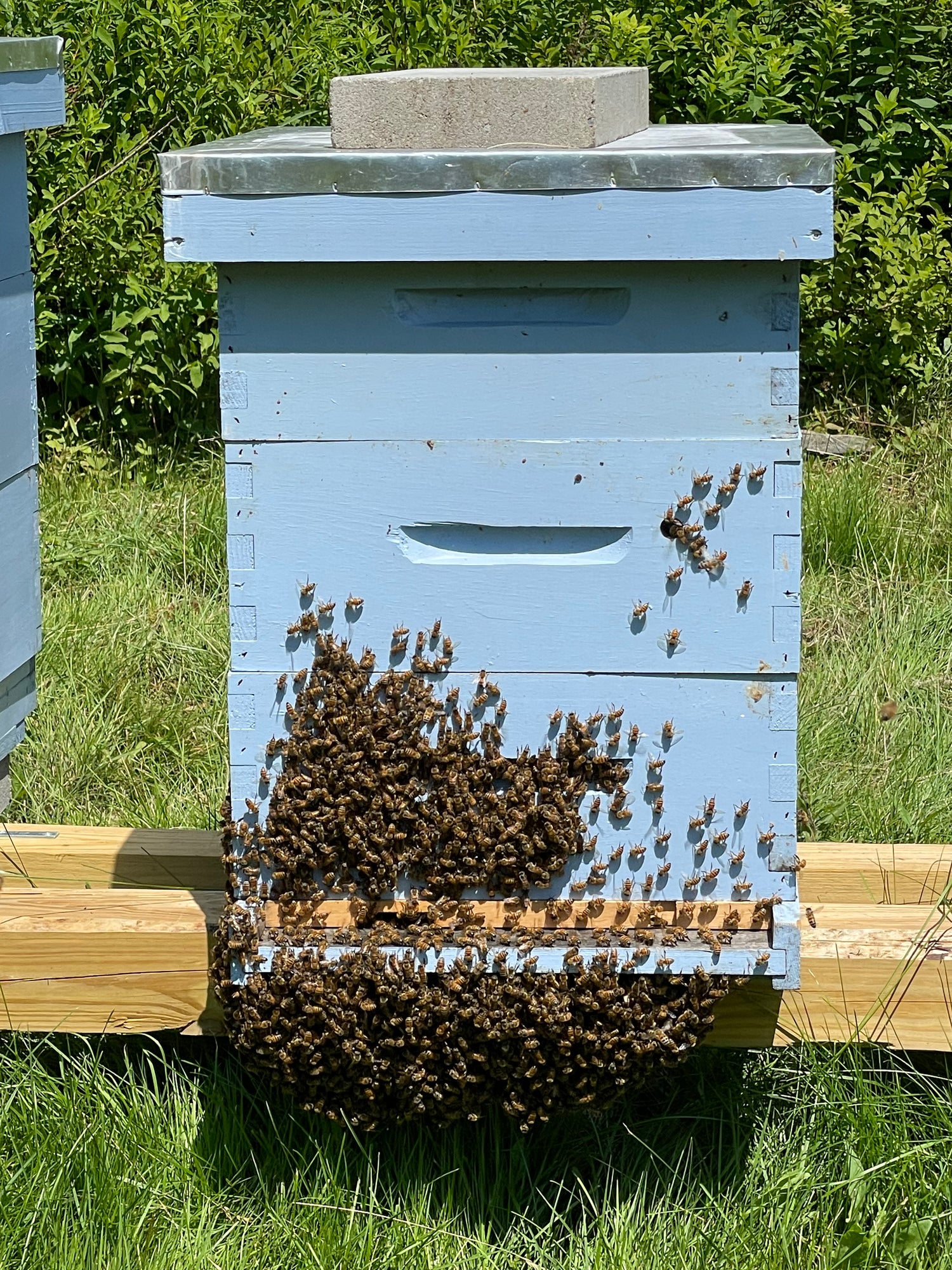 bees on blue hive in Maine